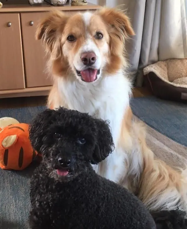 Apartment Anchors Away At Innes Park Opp Park & Beach Dogs Welcome Inside Pemberton